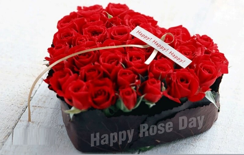 Happy Rose Day Pics