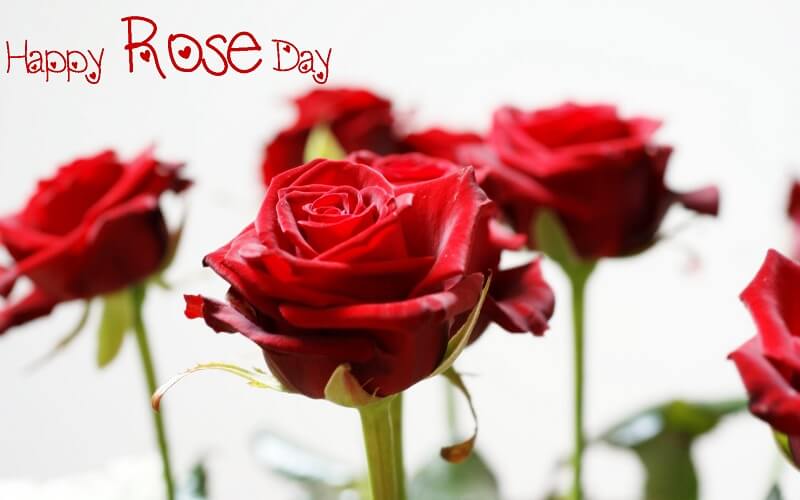 Happy-Rose-Day-pictures
