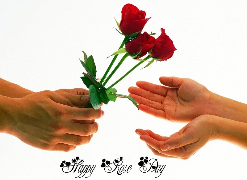 Rose-Day-Images Hd